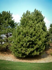 Сосна Чёрная (Pinus Nigra) купить по цене от 270.00р. в интернет-магазине «Посадика» с доставкой почтой в в Пучеже и по всей России – [изображение №1].