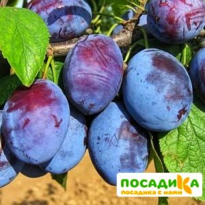 Слива Чачакская ранняя купить по цене от 229.00р. в интернет-магазине «Посадика» с доставкой почтой в в Пучеже и по всей России – [изображение №1].