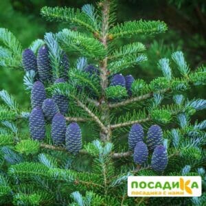 Пихта корейская (Abies koreana) купить по цене от 450.00р. в интернет-магазине «Посадика» с доставкой почтой в в Пучеже и по всей России – [изображение №1].