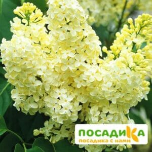 Сирень Примроуз (Primrose) купить по цене от 529.00р. в интернет-магазине «Посадика» с доставкой почтой в в Пучеже и по всей России – [изображение №1].