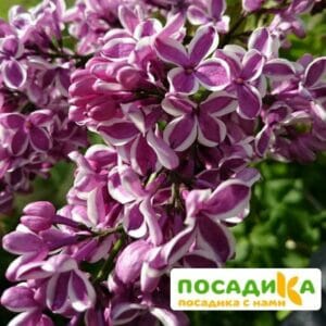 Сирень Сенсация купить по цене от 529.00р. в интернет-магазине «Посадика» с доставкой почтой в в Пучеже и по всей России – [изображение №1].