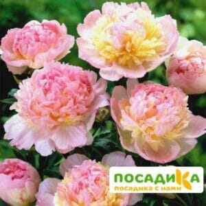 Пион Распберри Сандей (Paeonia Raspberry Sundae) купить по цене от 959р. в интернет-магазине «Посадика» с доставкой почтой в в Пучеже и по всей России – [изображение №1].