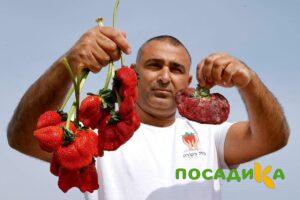 Клубника Гигант Джорнея купить по цене от 266р. в интернет-магазине «Посадика» с доставкой почтой в в Пучеже и по всей России – [изображение №1].
