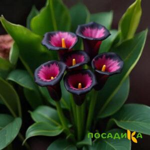 Калла Аура Лейс купить по цене от 400р. в интернет-магазине «Посадика» с доставкой почтой в в Пучеже и по всей России – [изображение №1].