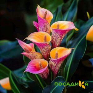 Калла Оникс купить по цене от 450р. в интернет-магазине «Посадика» с доставкой почтой в в Пучеже и по всей России – [изображение №1].