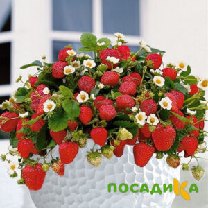 Клубника Рубиновый Шепот (горшечная) купить по цене от 240р. в интернет-магазине «Посадика» с доставкой почтой в в Пучеже и по всей России – [изображение №1].