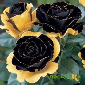 Роза Ханни Сикл купить по цене от 700р. в интернет-магазине «Посадика» с доставкой почтой в в Пучеже и по всей России – [изображение №1].