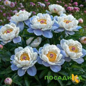 Пион акварельный Этюд купить по цене от 806р. в интернет-магазине «Посадика» с доставкой почтой в в Пучеже и по всей России – [изображение №1].