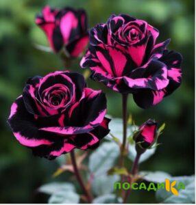 Роза Багровый Шепот купить по цене от 366р. в интернет-магазине «Посадика» с доставкой почтой в в Пучеже и по всей России – [изображение №1].