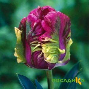 Тюльпан Экзотик Хэвен купить по цене от 186р. в интернет-магазине «Посадика» с доставкой почтой в в Пучеже и по всей России – [изображение №1].