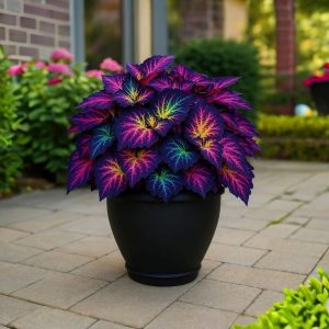 Хоста Фрости Блю купить по цене от 389р. в интернет-магазине «Посадика» с доставкой почтой в в Пучеже и по всей России – [изображение №1].